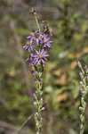 Eastern silver aster